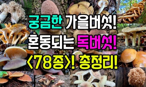 龙鱼专用药什么品牌好-龙鱼玩家必备工具-龙鱼玩家必备工具,中国龙鱼专用药网站